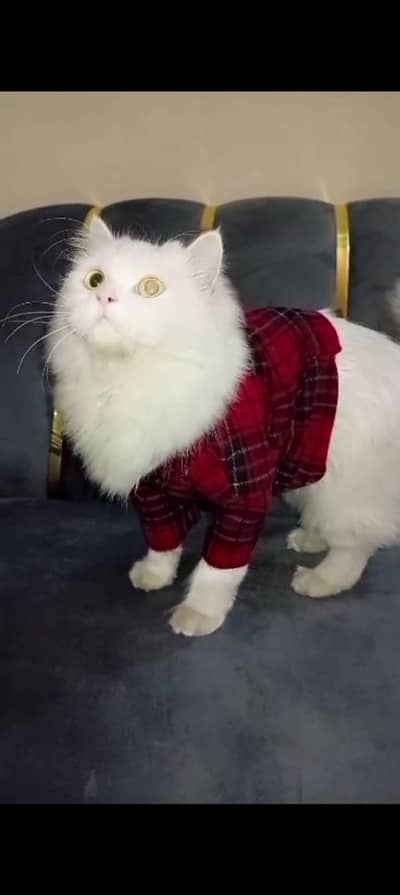 parsion cat pounch face