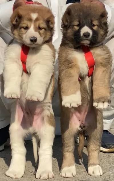 Pure Afghan kuchi / top quality security dog /puppies for sale