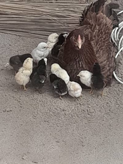 aseel murgi with 13 chicks