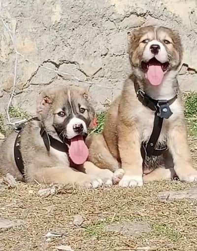 Pure Afghan kuchi / top quality security dog /puppies for sale