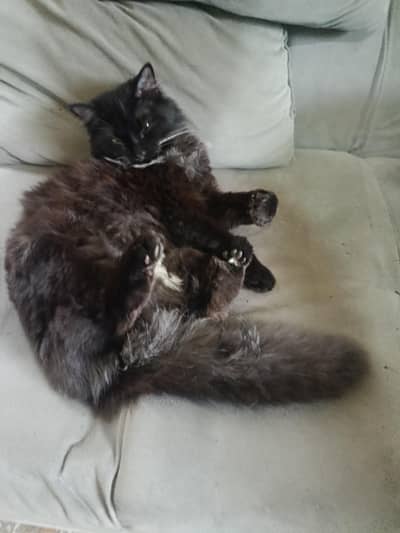 black Persian female  gray coat