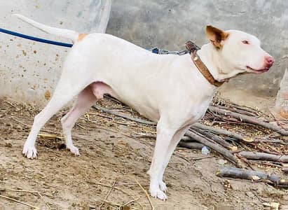 Guitar for sell , only 45000