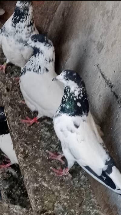 Mix Breeder Ali Wale Kabutar For Sale Contact or Whats app 03319999879