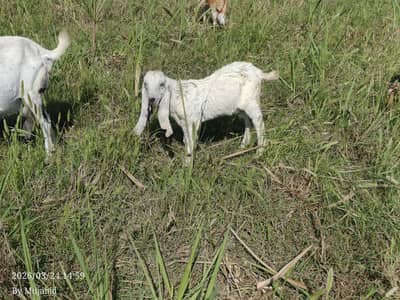 white desi bakra