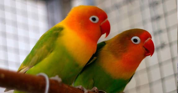 lovebird green fisher