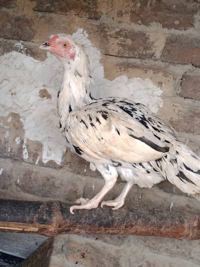 Aseel Madi eggs de rhi ha