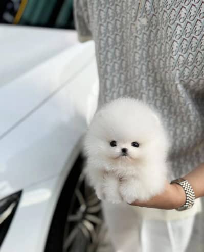 Pomeranian puppies 03119253301