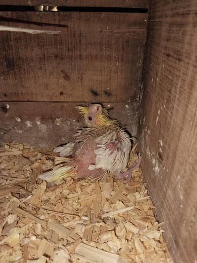 1 piece Comon withe red ayes cocktail baby for sale