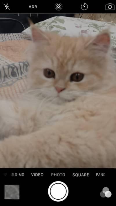 Persian cat punch face pair