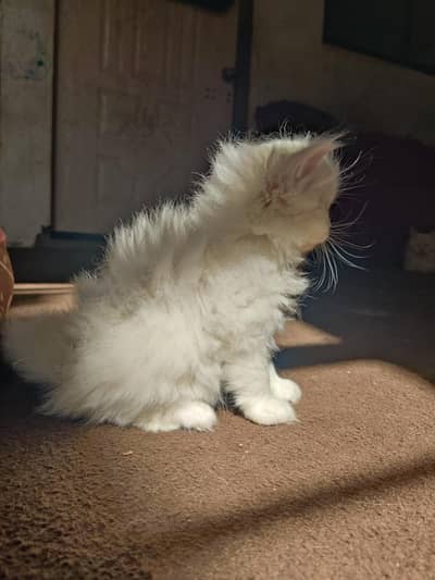 two pure Persian kittens for sale