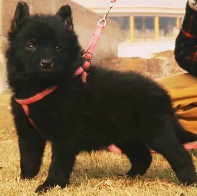 German Shepherd puppies for sale