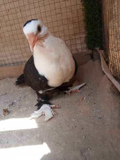 Jat Balck Karbalai Baby Pigeon 0 Kali