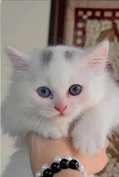Persian cat kitten 3mouth age