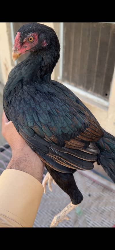 Home breed Pathi Available For Sale. .