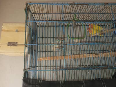 SETUP FOR SALE (1 BREEDER PAIR LUTINO). (1 FEMALE BLACK MASK)