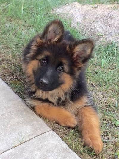 German shepherd puppies  my WhatsApp number o32452852o7