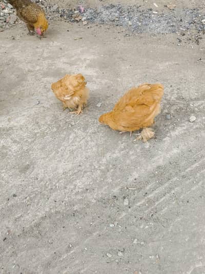 2 chick male and female