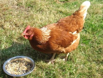 higher quality hen , breed Lehman Brown