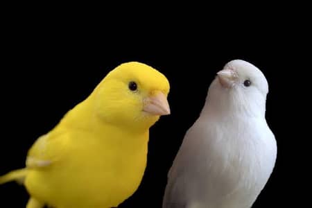 Singing Canary Breedar pair
