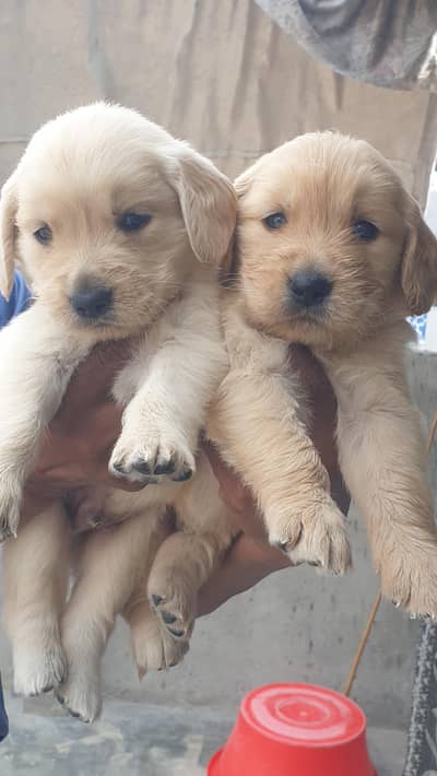 for sale male puppies