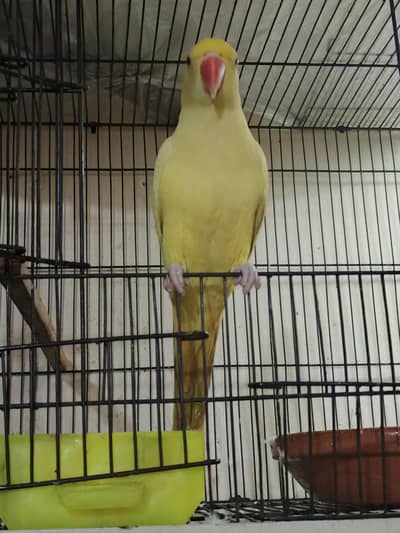 yellow ringneck