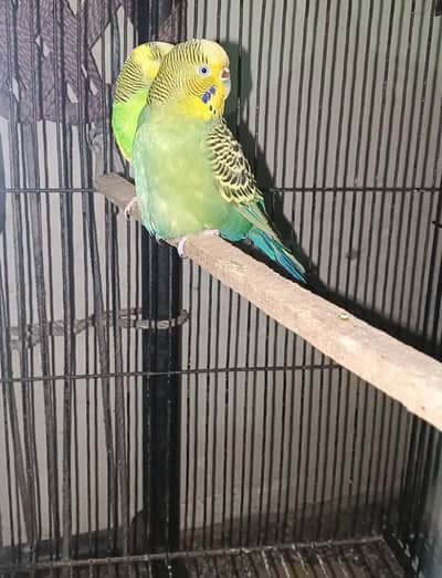 Australian parrot  jambo size