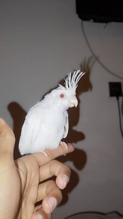 Quality Handtamed White Eno Red Eye Cocktail For Sale
