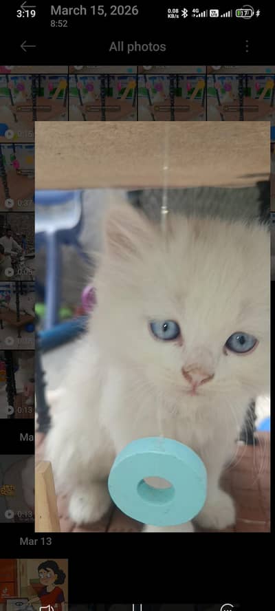 1.5 month male & female Blue Eyes kitten 