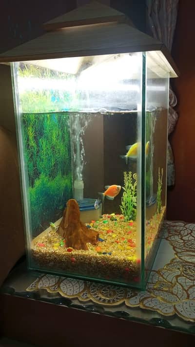 aquarium for sale