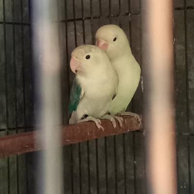 love birds pair.