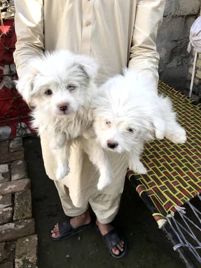 titress breed one female and one male for sale