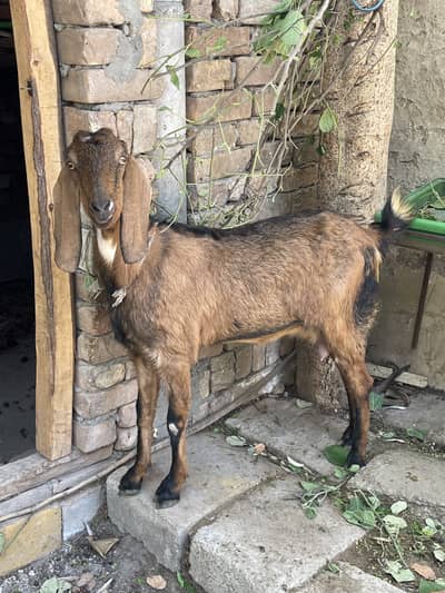 Bital Goat With Baby