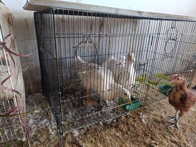 3 Pekin ducks duck for sale