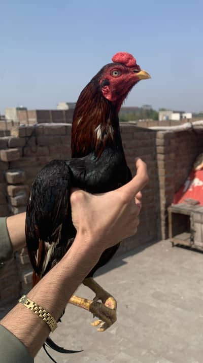 Top quality aseel for sale