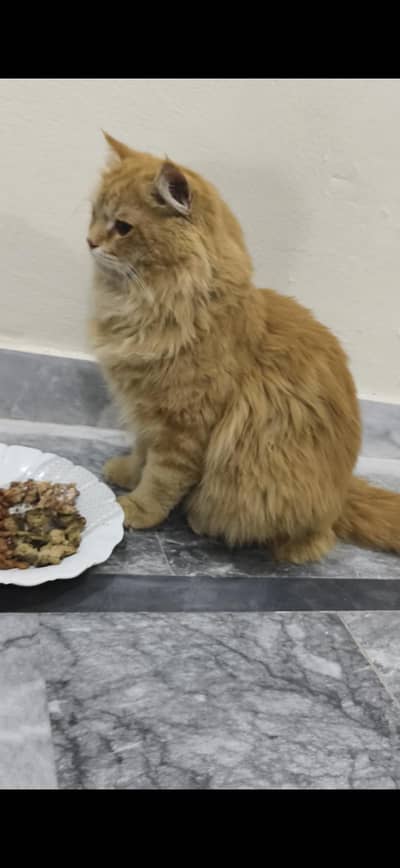 High Quality, Triple Cotted,healthy and playful, Brown Color