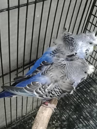 Hogoromo Double Flower