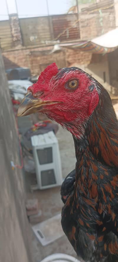 pure breed asel big hight patha