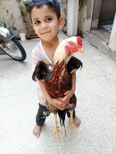 Murga Hen murgha  Aseel