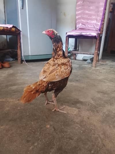 Aseel Sindhi murga,aseel mianwali hen and aseel lakhi hen price in dsp