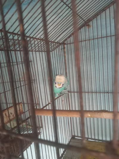 hogoromo double flower male for sale