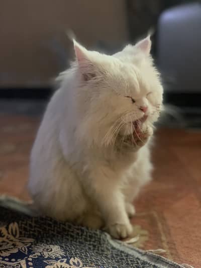 white male cat for stud mating