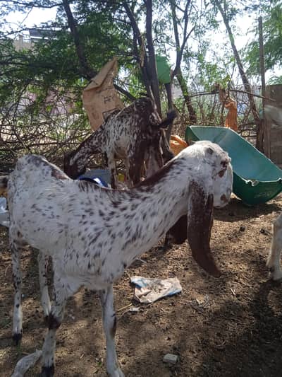 Pure makki cheeni with 6 months baby