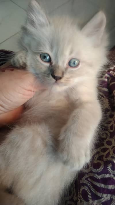 beautiful Persian kittens