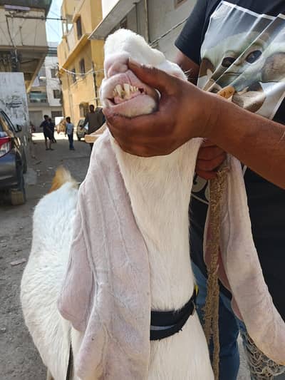 gulabi hy 2 dant or nasal k liye behtreen hy andu hy