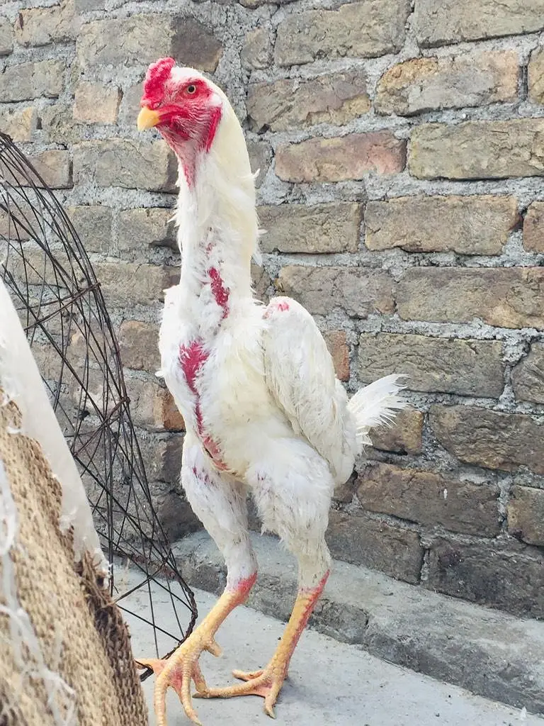 German white o shamo  chick available