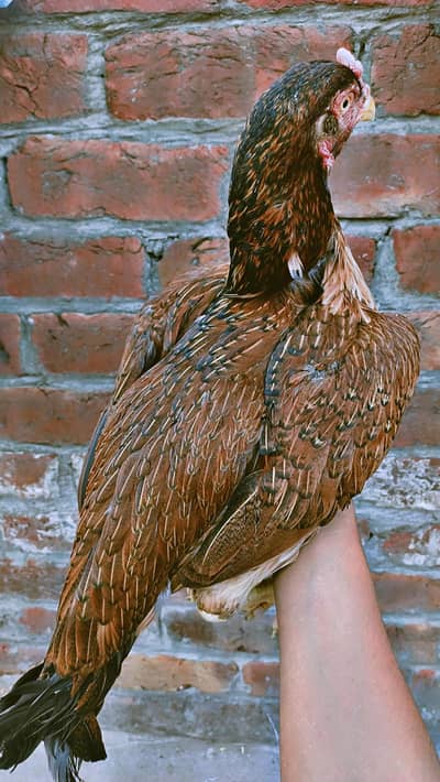 Aseel female for sale