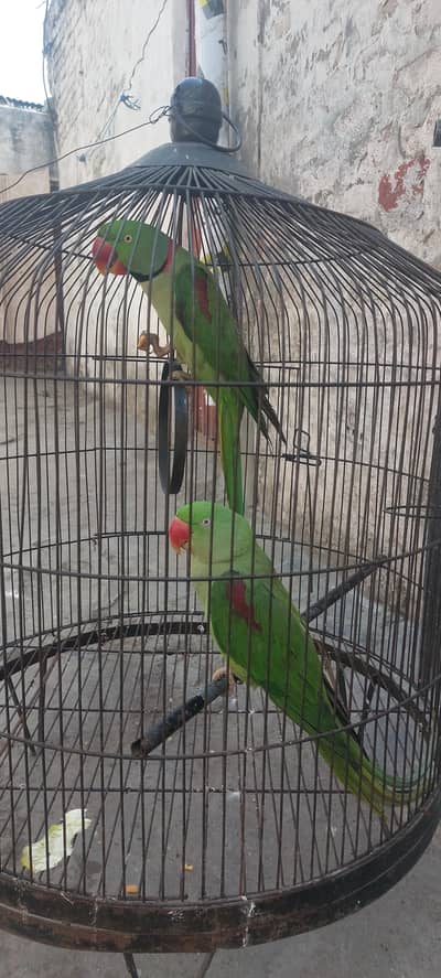 Raw parrot pair