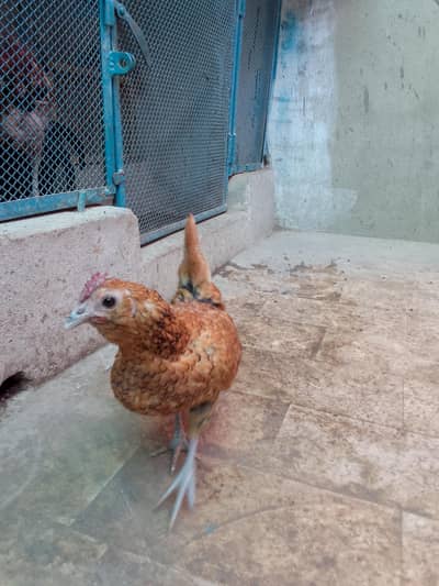 Sebright Female Golden