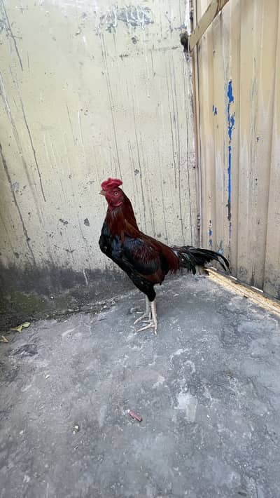 Killi taaj murgha pure aseel