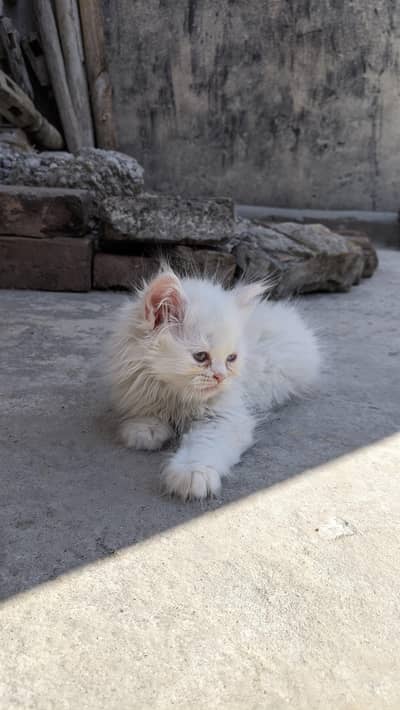 3 Male and Female Kittens for sale